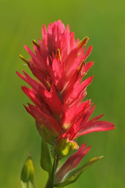 Canada-Alberta-Banff National Park Indian paintbrush flower close-up